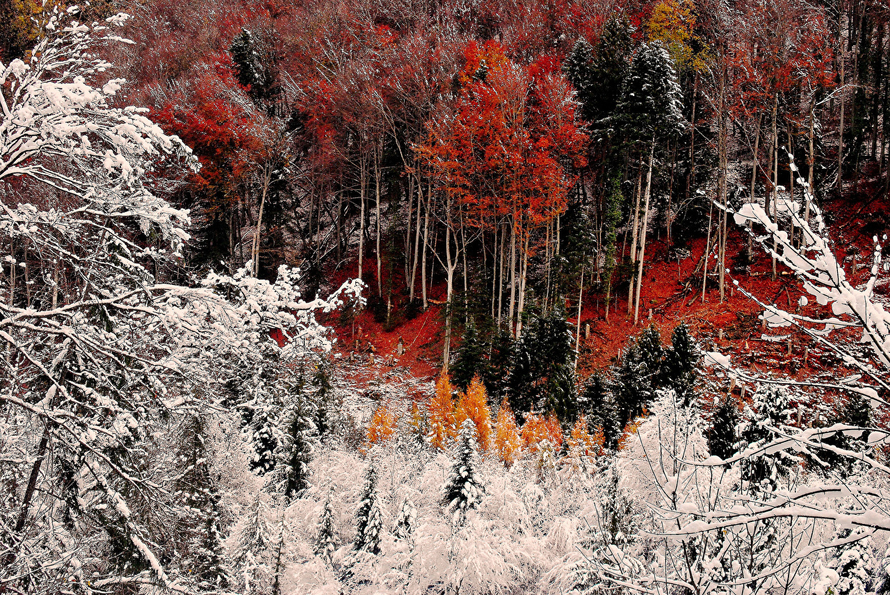 Picture Nature Autumn Snow forest Trees