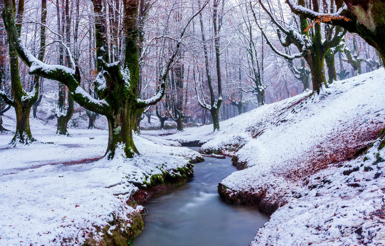 Wallpaper winter, forest, snow, trees, nature, stream