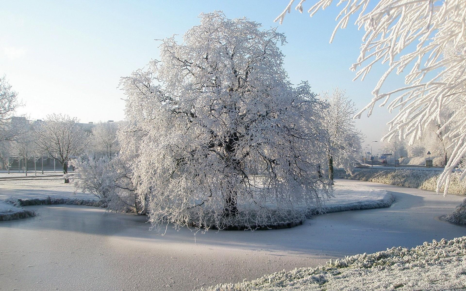 Tree, Hoarfrost, Pond, Frozen, Ice, Surface, Winter