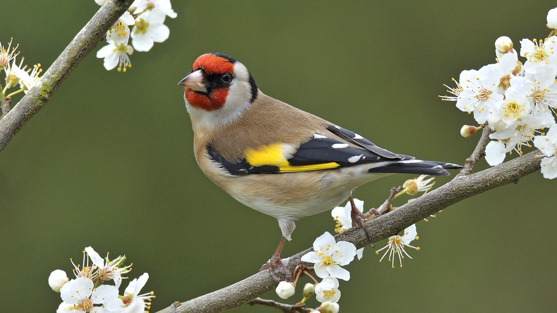 European Goldfinch wallpaper. Goldfinch, Beautiful birds, Birds