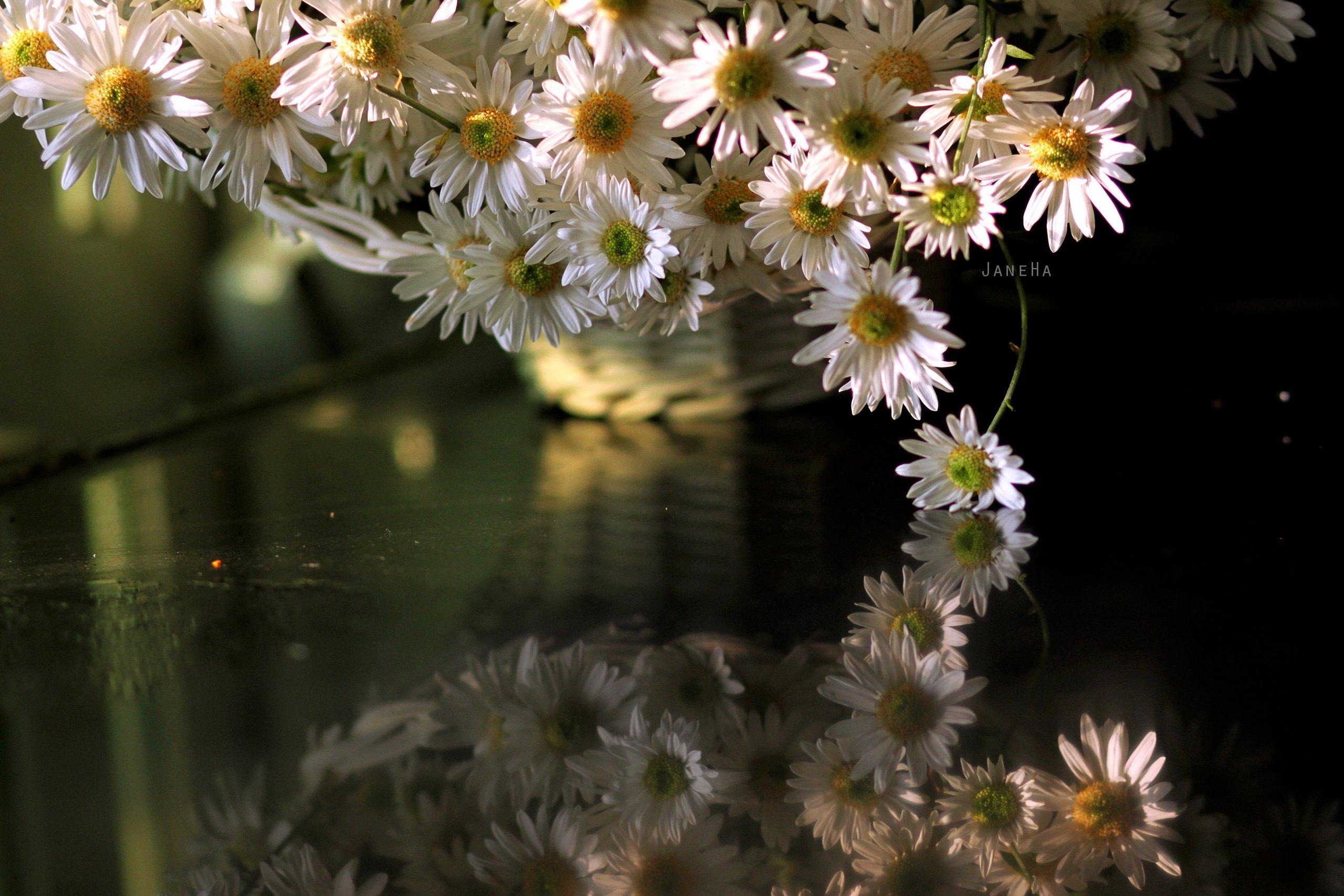 reflection flowers water white flowers plants