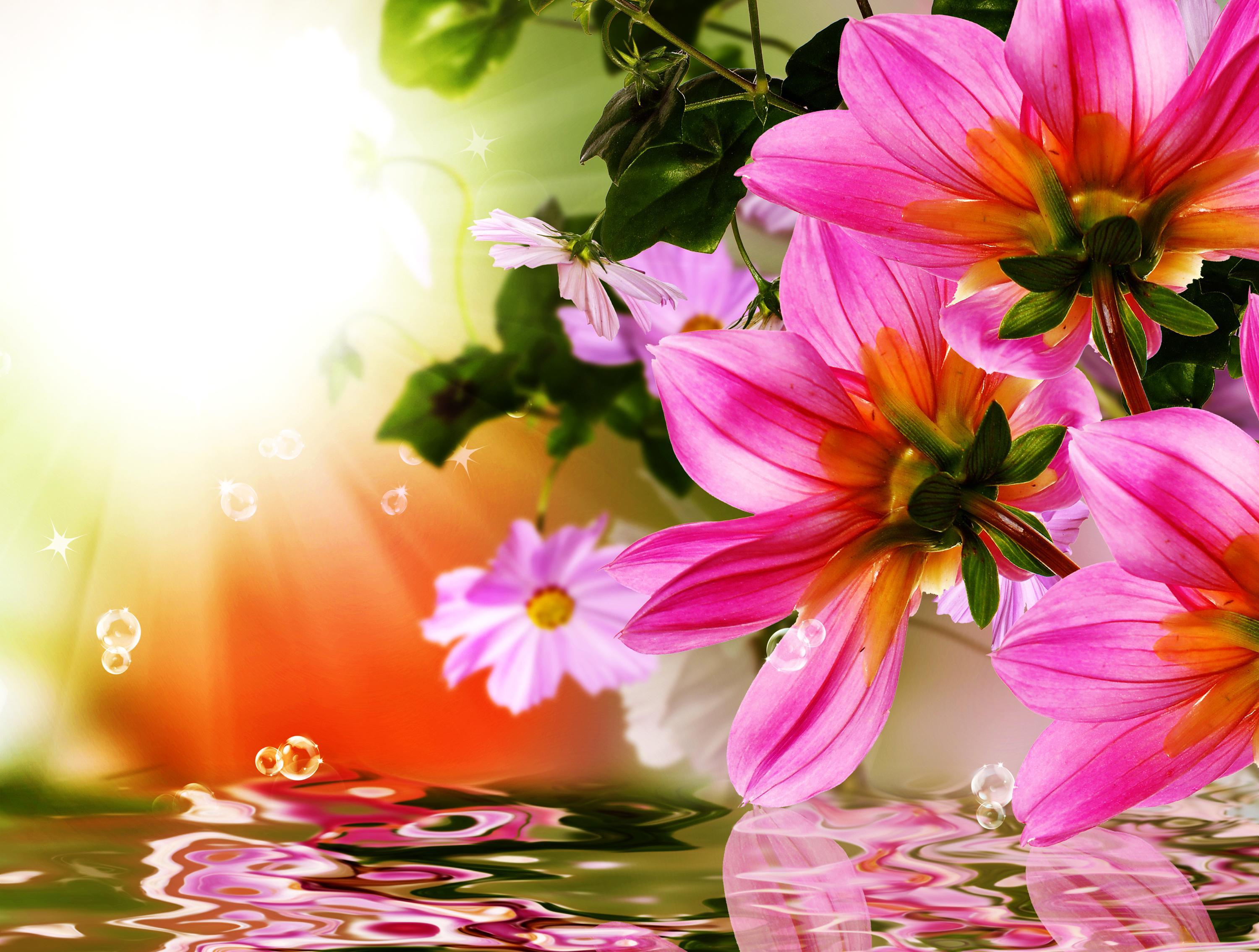 Spring Flowers HD Wallpaper. Background Imagex2268