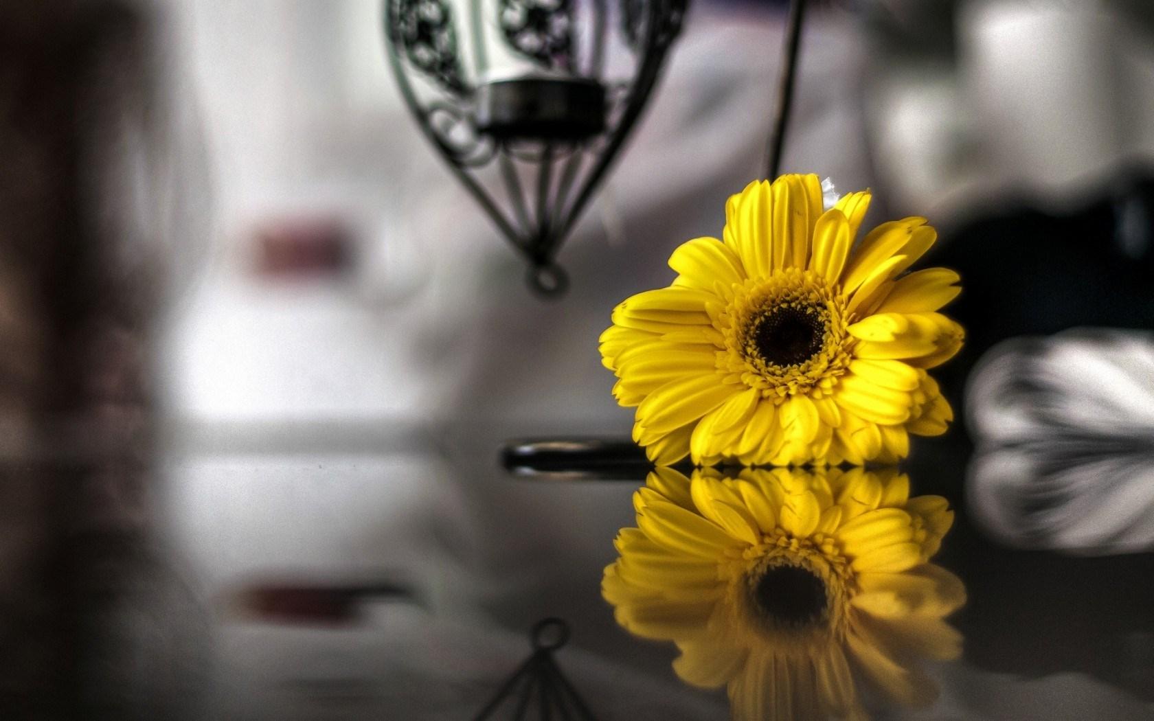 Flower Yellow Reflection HD Wallpaper