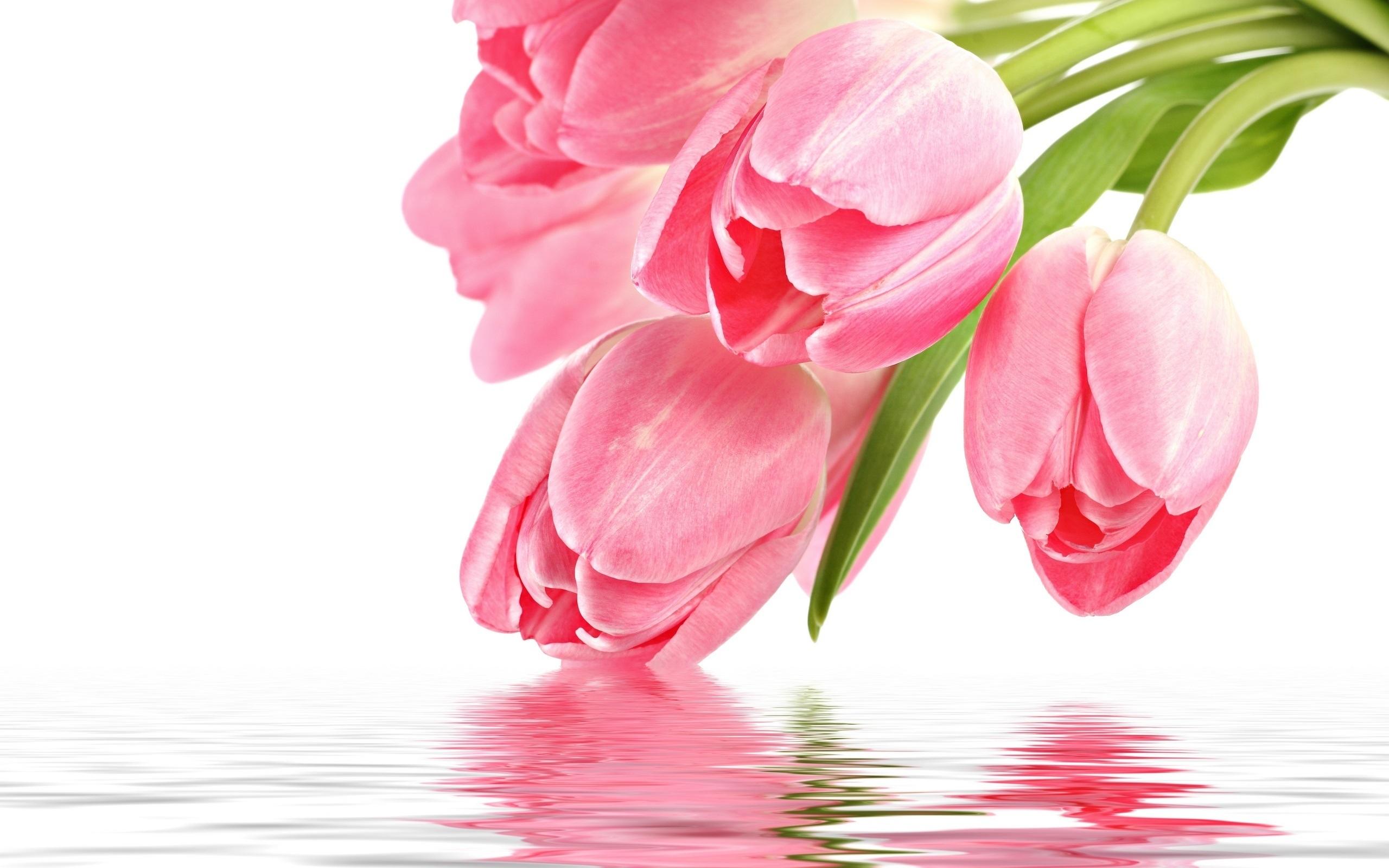 Wallpaper Tulip flower with water reflection 2560x1600 HD