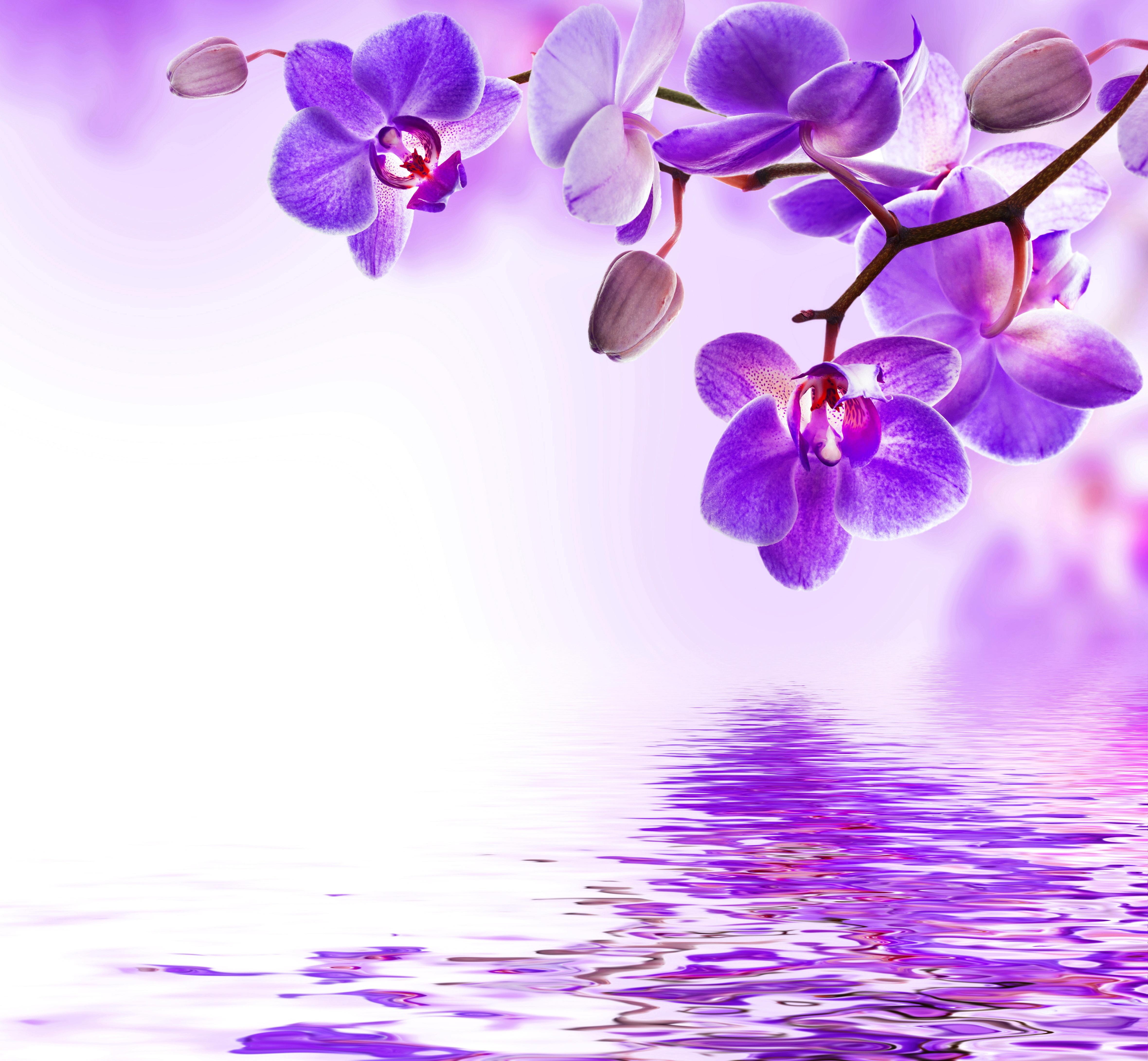 Free download reflection flowers beautiful orchid wallpaper