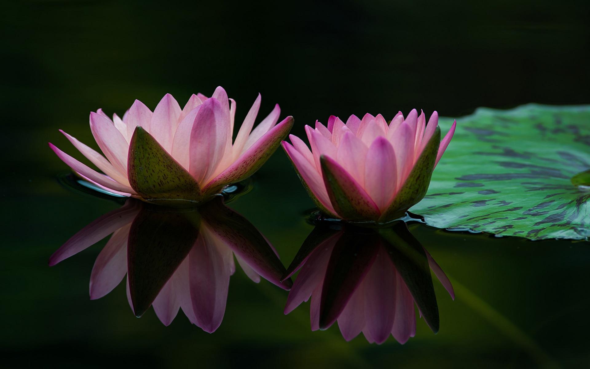 Wallpaper Two water lily flowers, pink petals, leaf, water