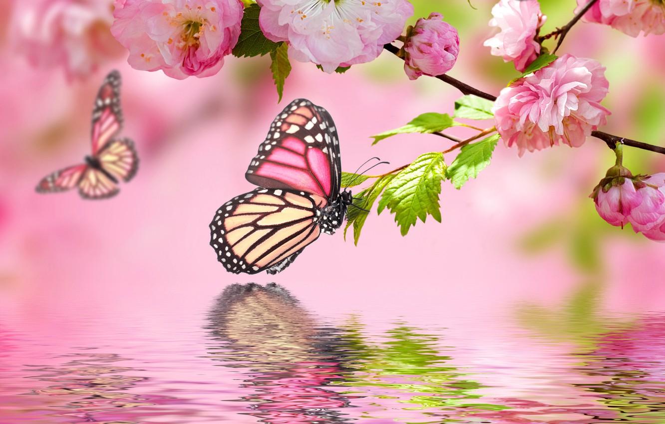 Wallpaper water, butterfly, reflection, pink, spring, flowering, pink, water, blossom, flowers, spring, reflection, butterflies image for desktop, section цветы