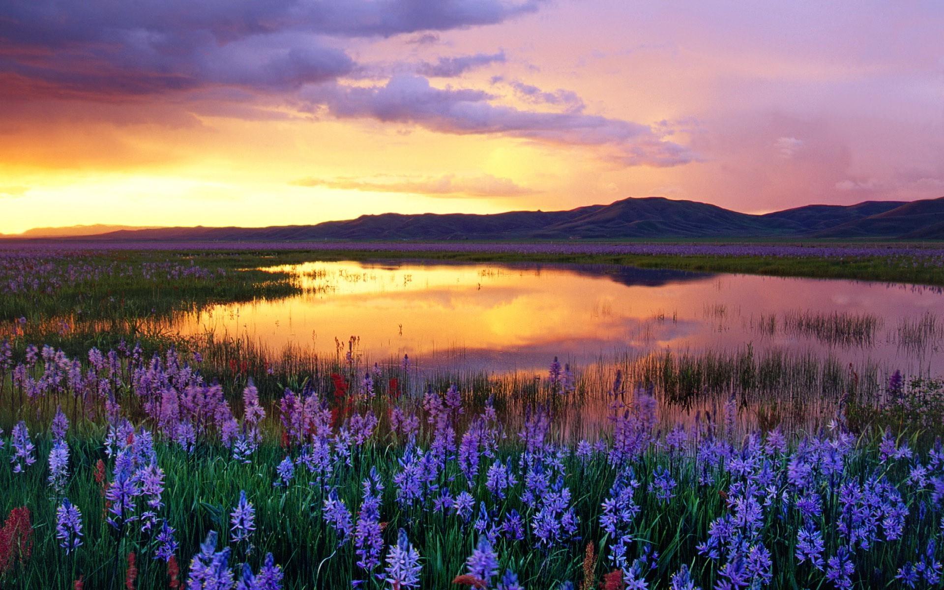 landscape, Nature, Clouds, Sunset, Pond, Flowers, Reflection