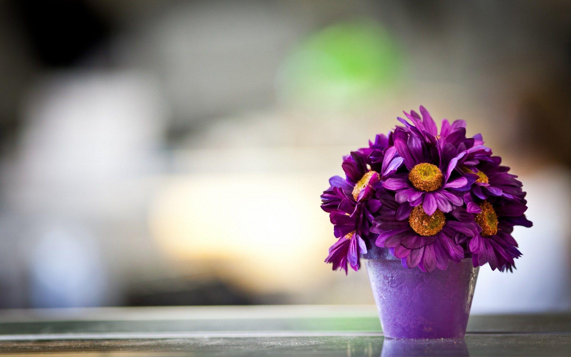 pot #table #flowers #daisy #petals #purple #macro