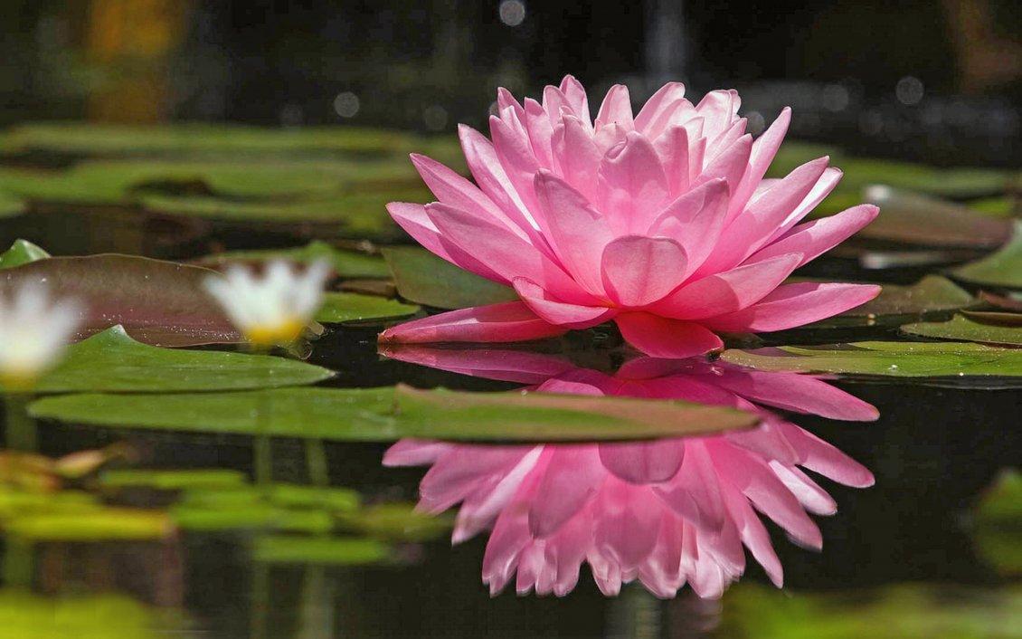 Pink lotus on the water flower wallpaper