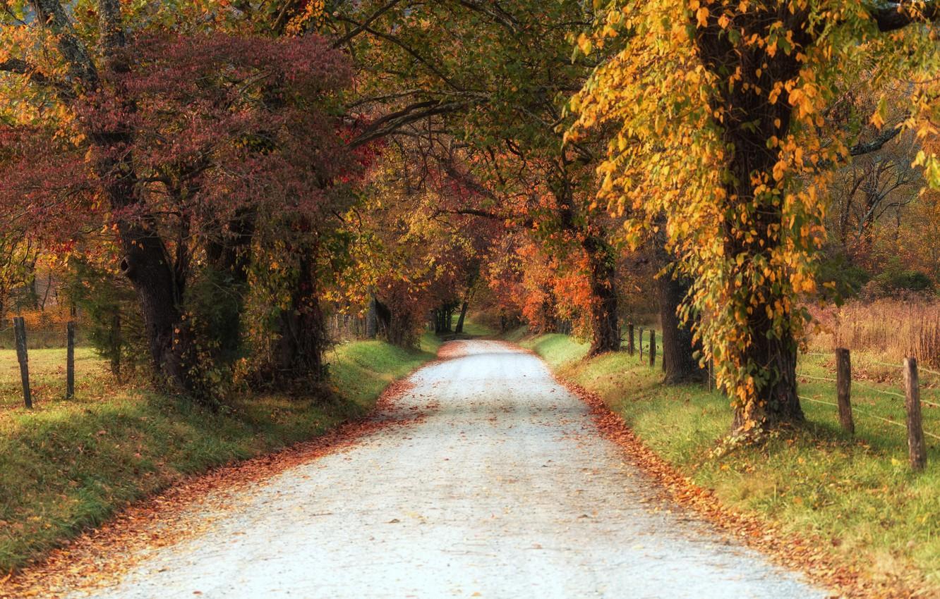 Wallpaper road, trees, autumn, leaves, shadows, countryside, farm, fall image for desktop, section пейзажи