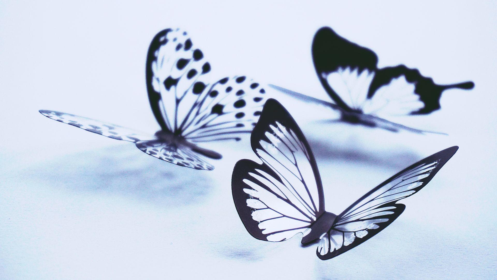 Butterflies Wallpaper