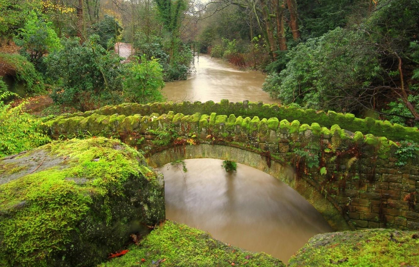 Wallpaper forest, bridge, river, stones, England, moss