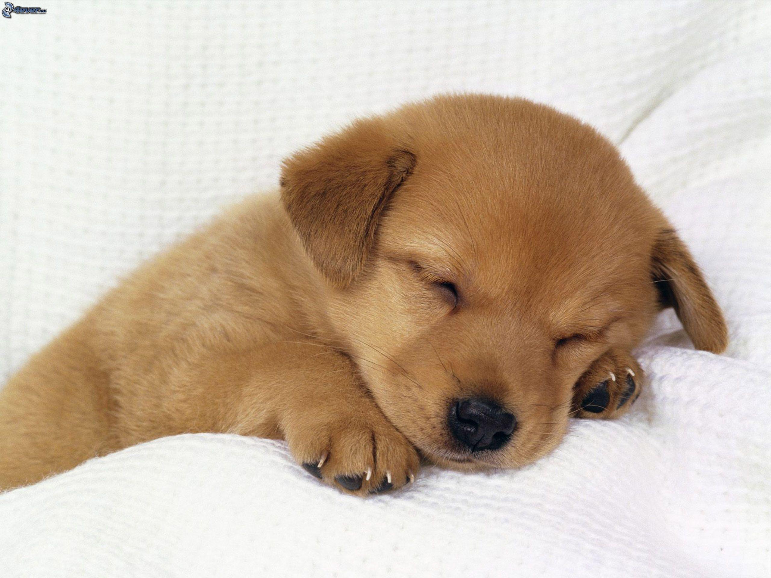 Puppy Sleeping Wallpaper