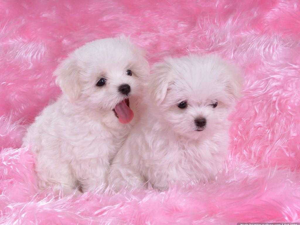 Pink Puppies Wallpaper