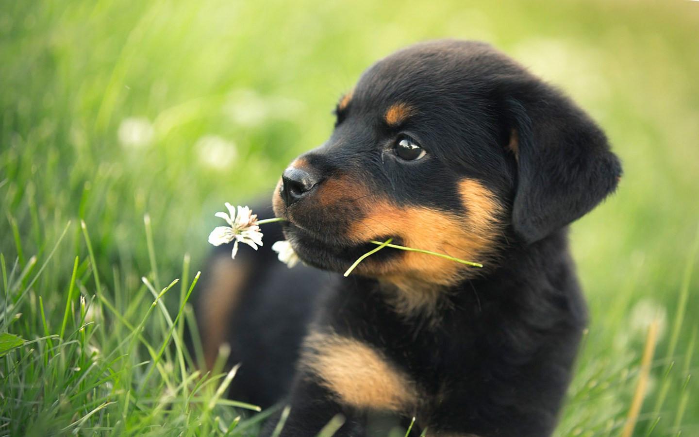 Cute Puppy Picture For Wallpaper