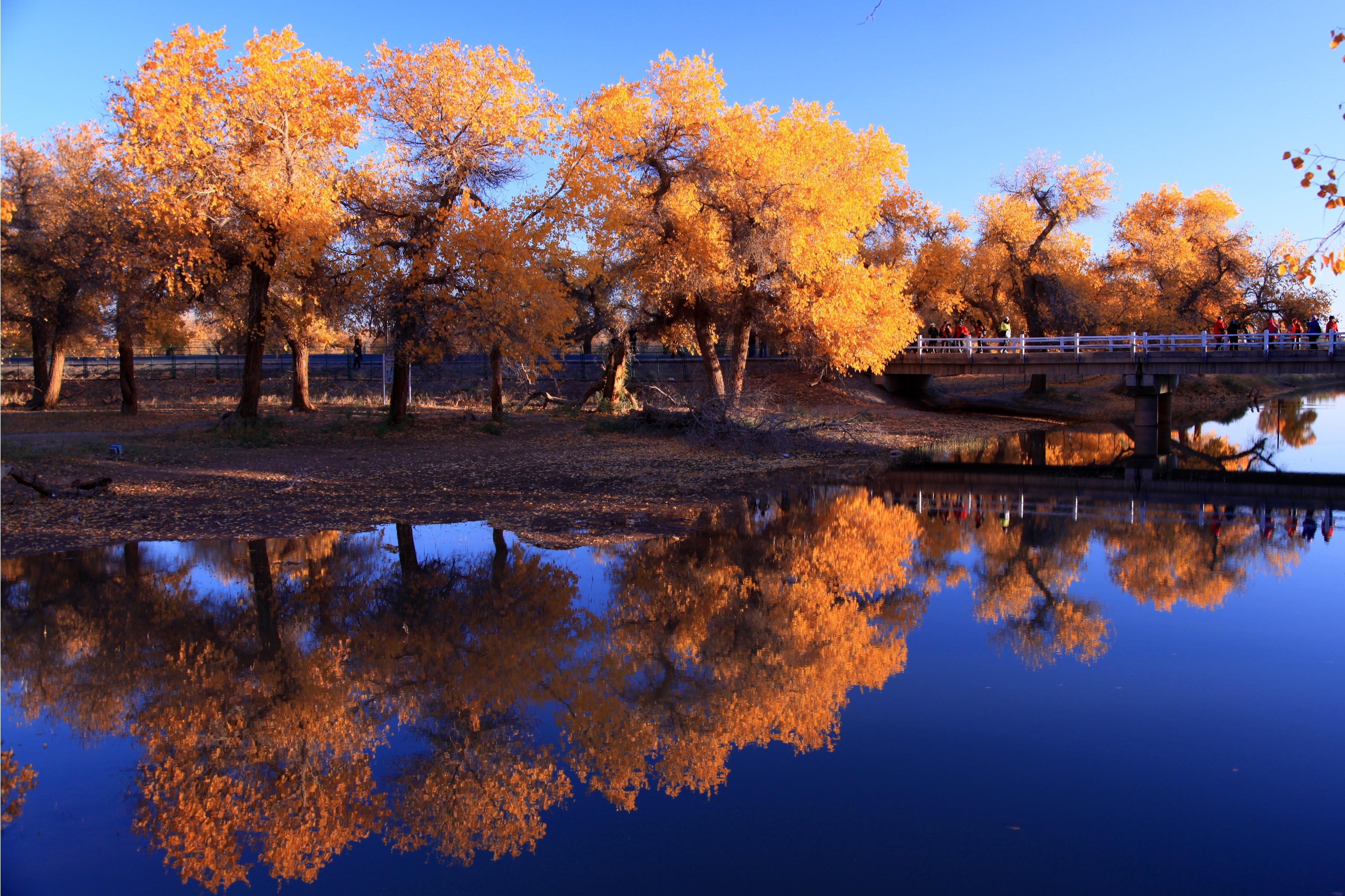 Nature Waters Autumn Trees Reflection In Water, HD Nature