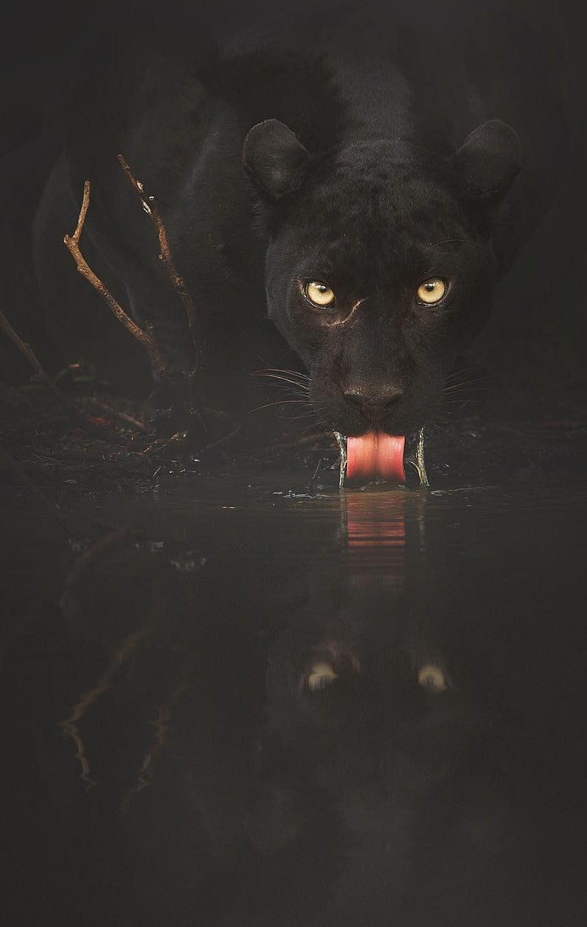 Black Panther (x Post R Natureisf*ckinglit). IPhone X