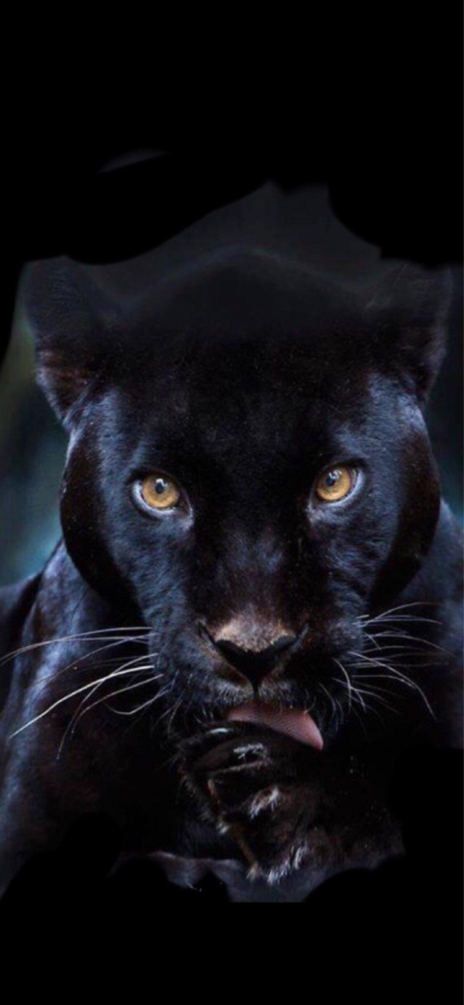Black Panther iPhone Xr Wallpaper