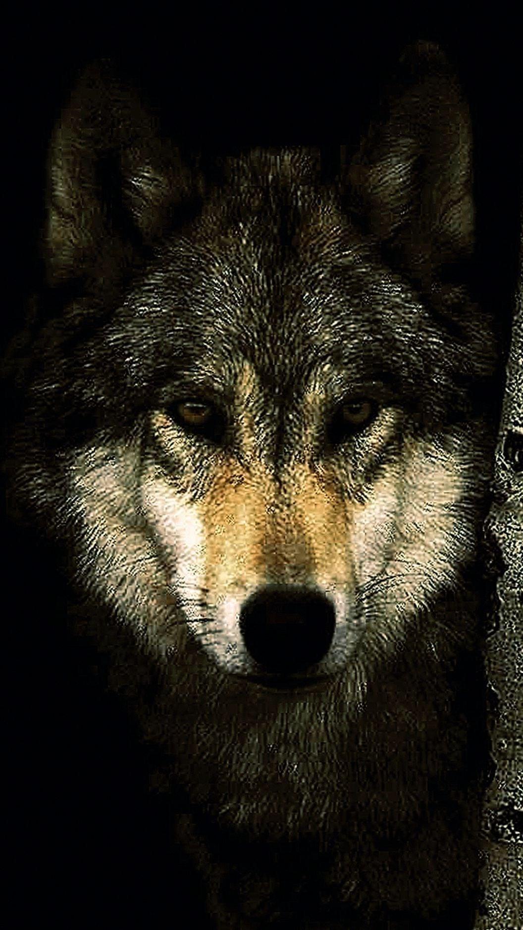 Dark Wolf Wallpaper HD For Mobile Wallpaper.Pro