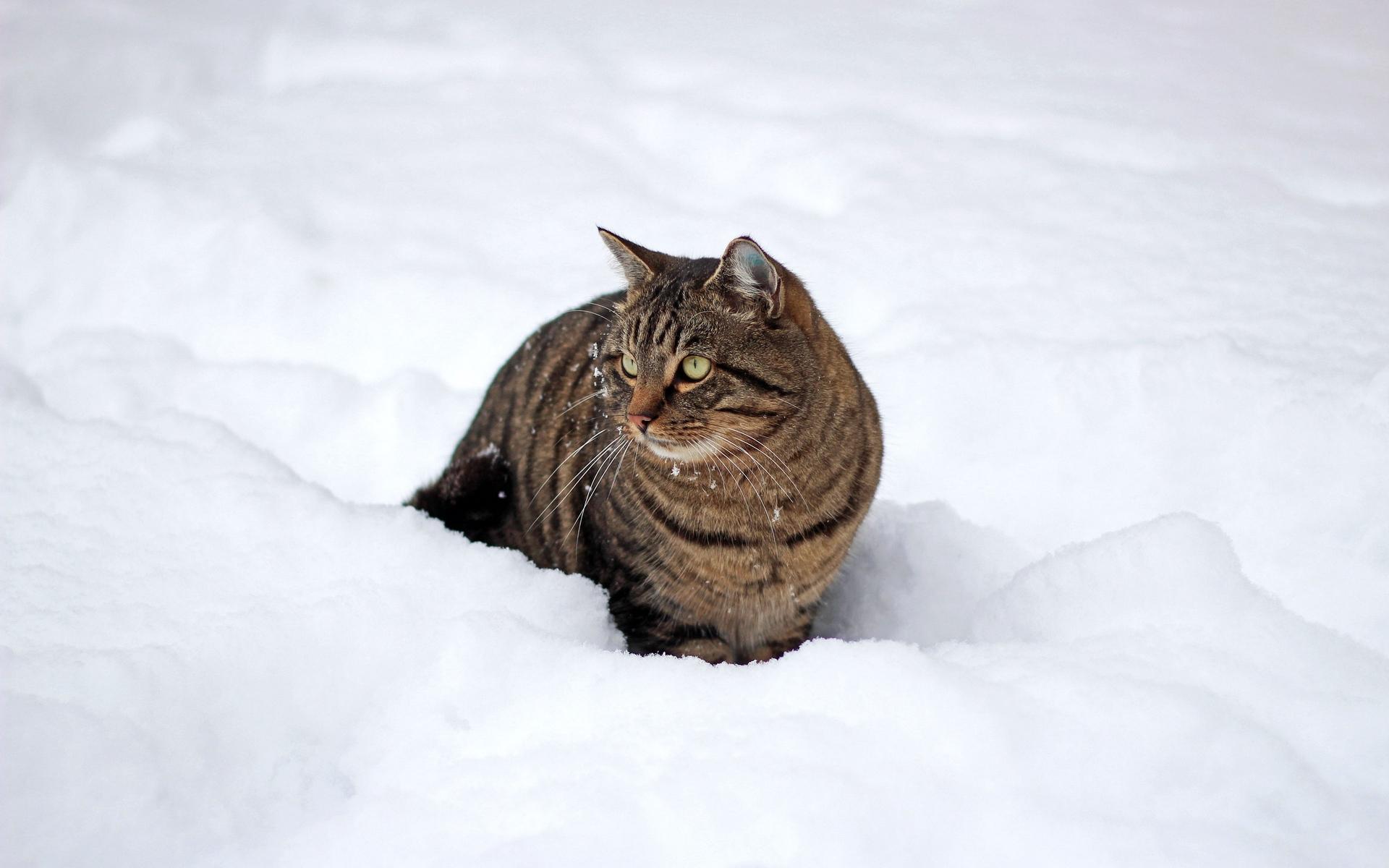 Download wallpaper 1920x1200 cat, snow, winter, walk