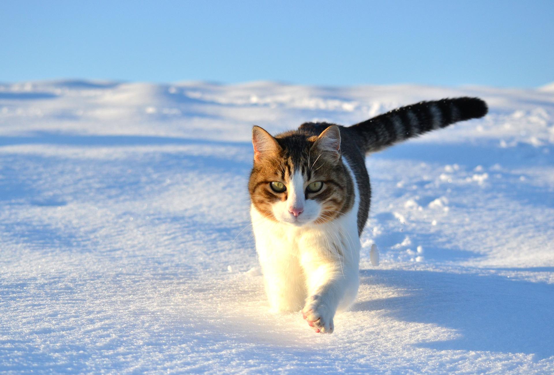 walk, Snow, Winter, Cat Wallpaper HD / Desktop and Mobile Background