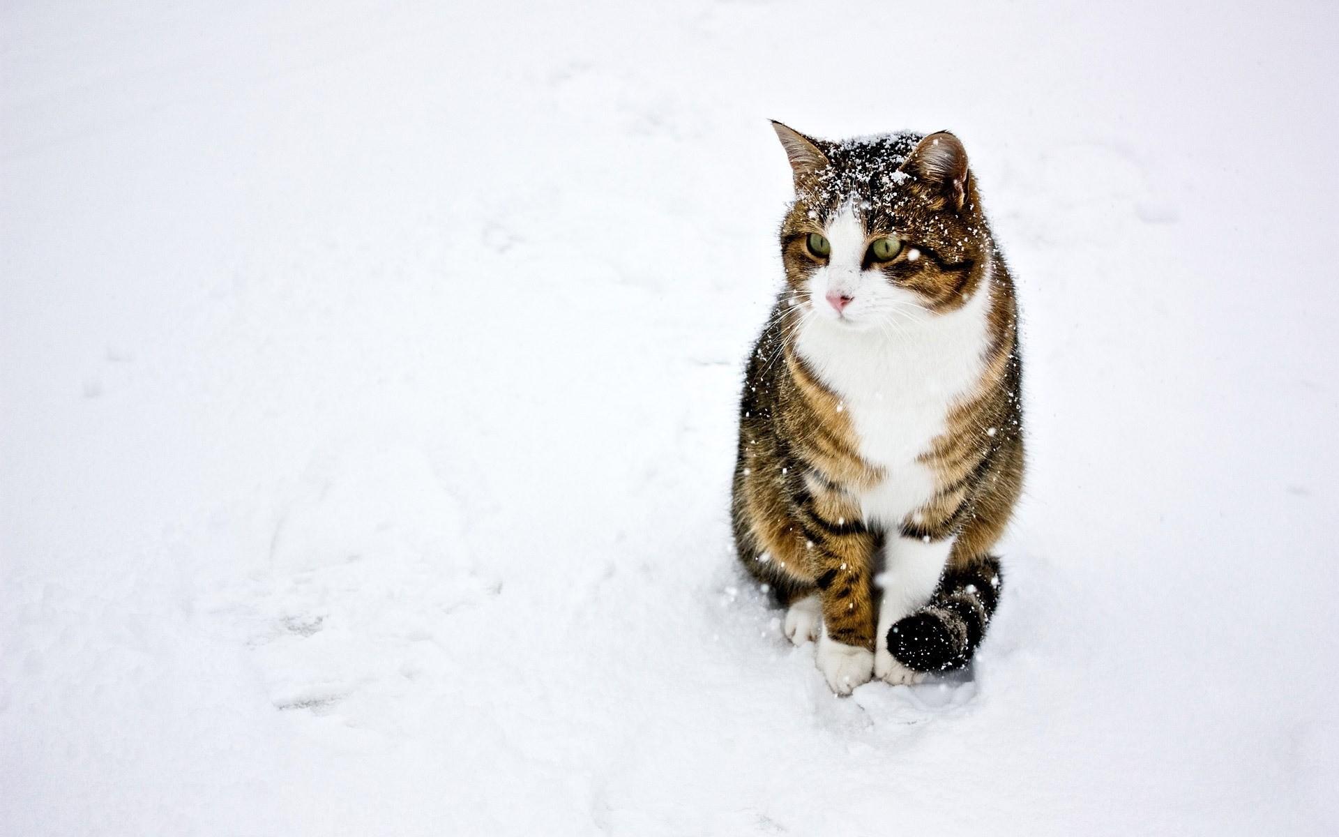 Cat, Spotted, Striped, Snow, Winter, Walk wallpaper