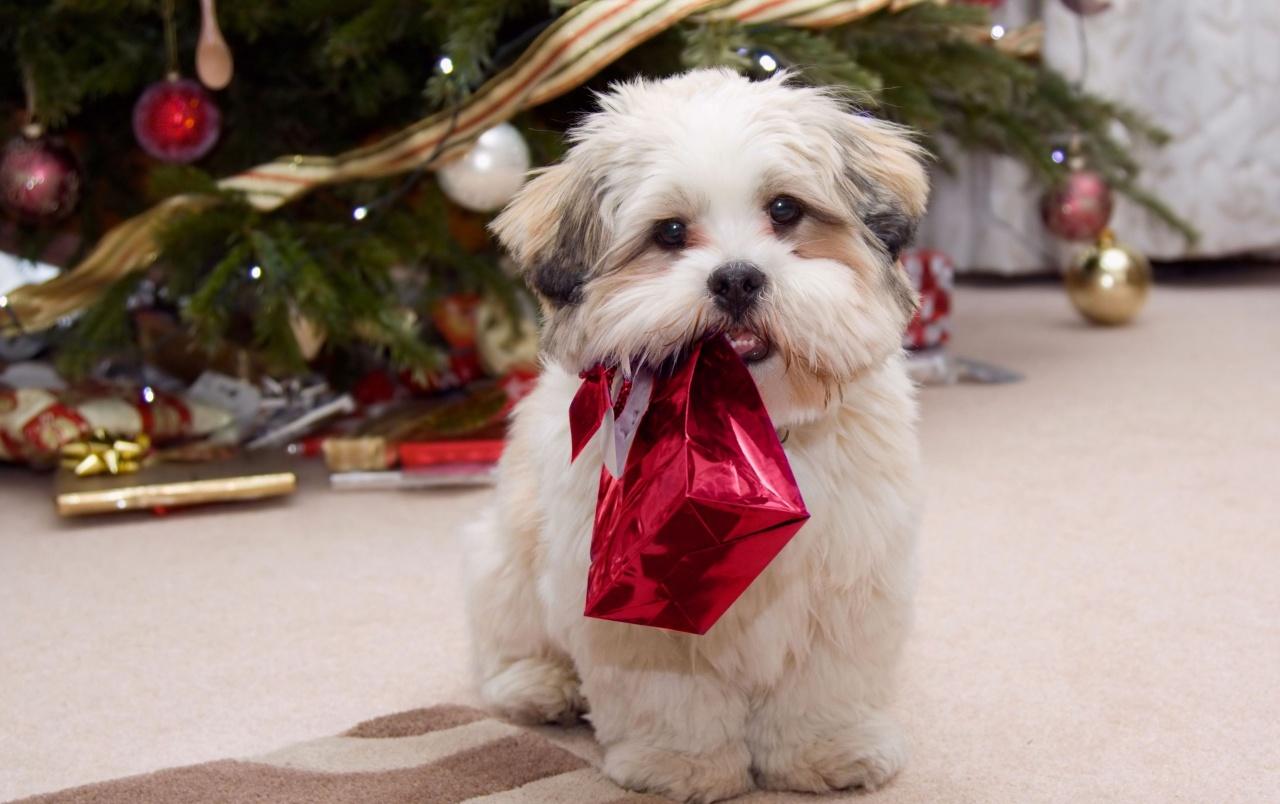 Cute puppy with present wallpaper. Cute puppy with present