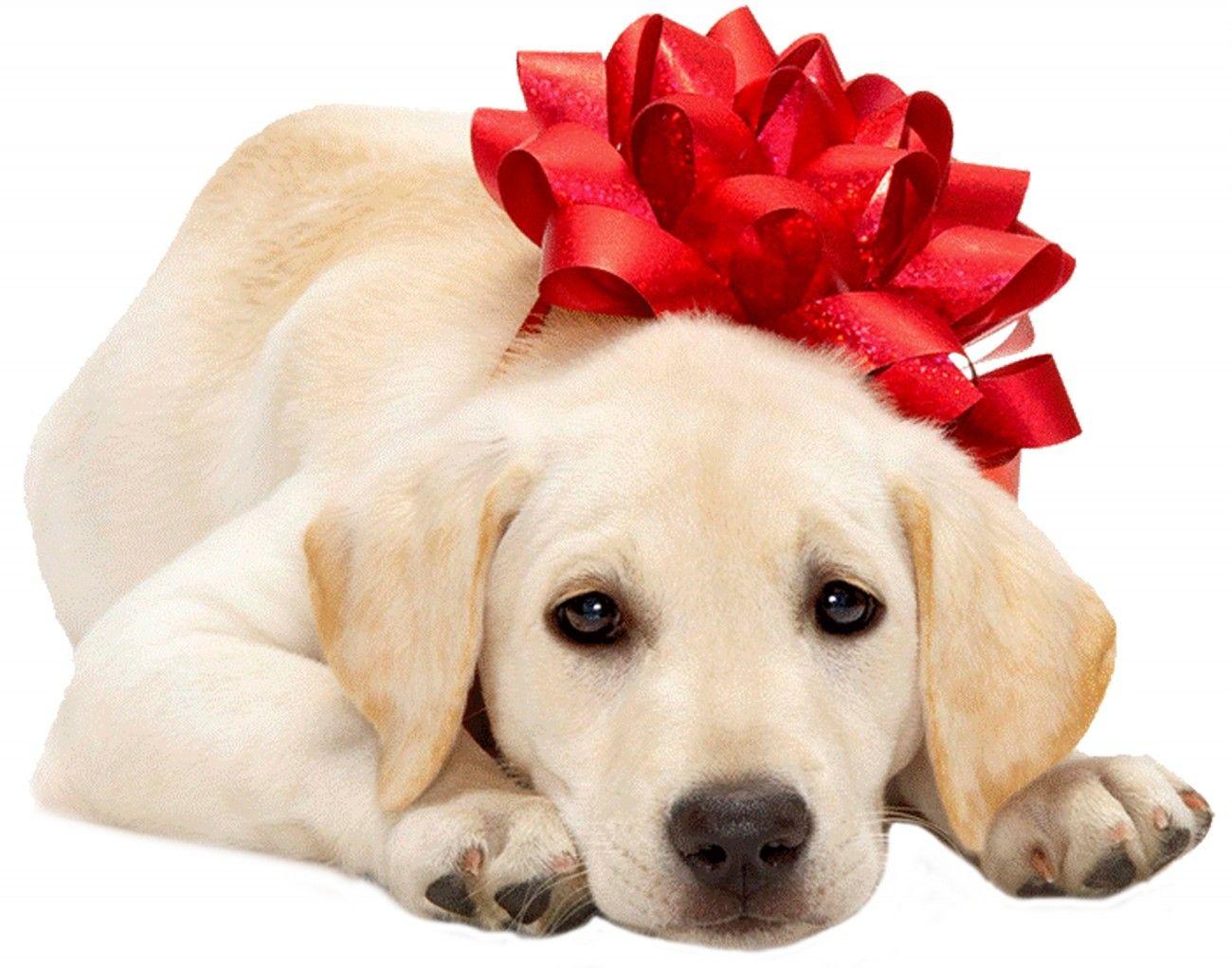 Cute Christmas Labrador Puppies. Animals. Christmas puppy