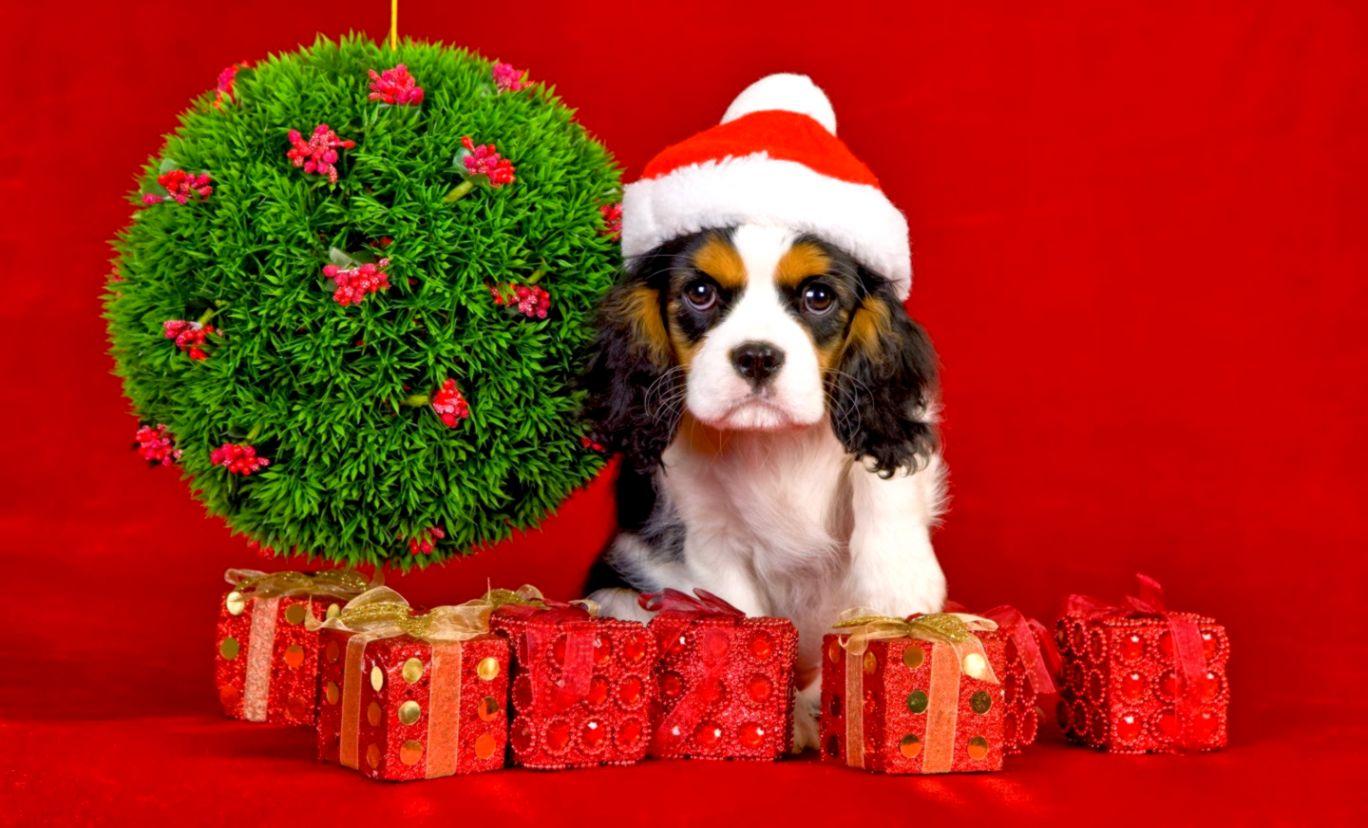 Christmas Puppy Gift Wallpaper
