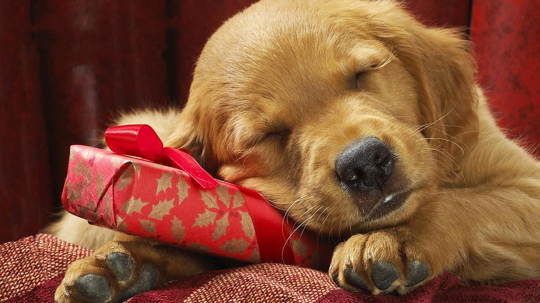 Puppy, With, Gift, HD Dog Photo, Puppies, Pets, Lovely