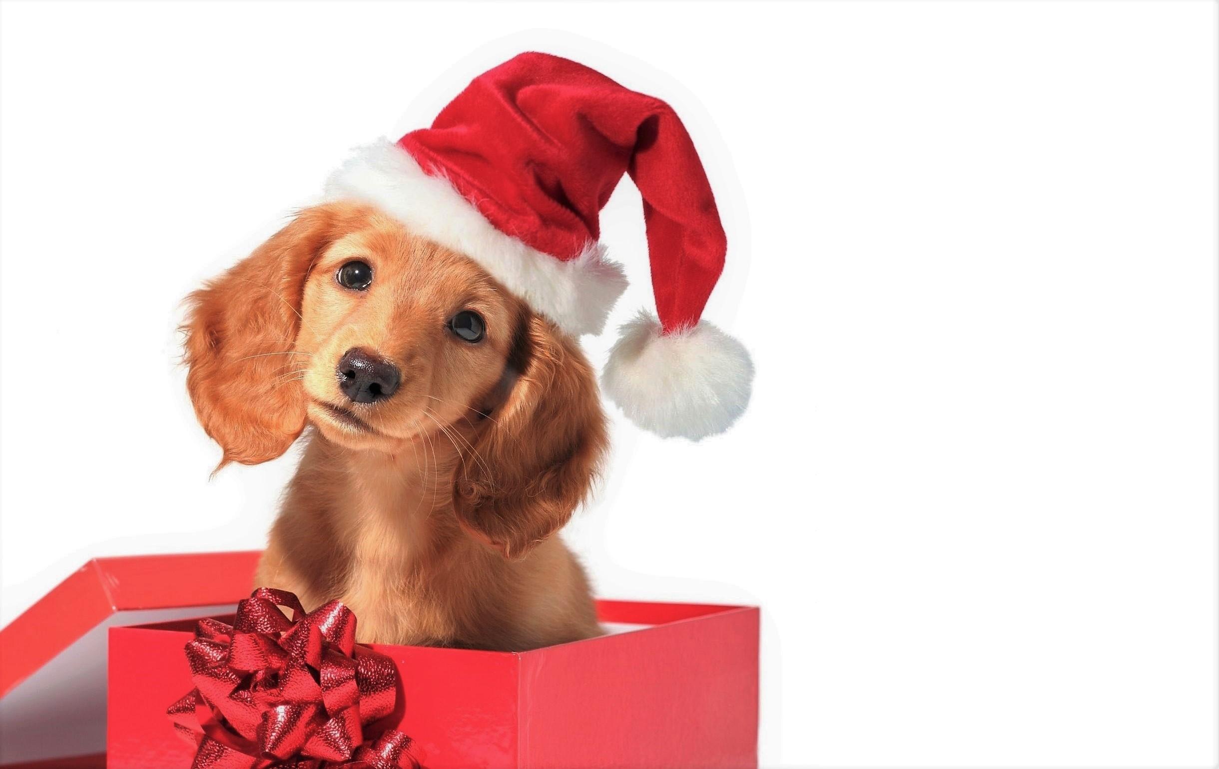 Puppy Gift Wallpapers - Wallpaper Cave