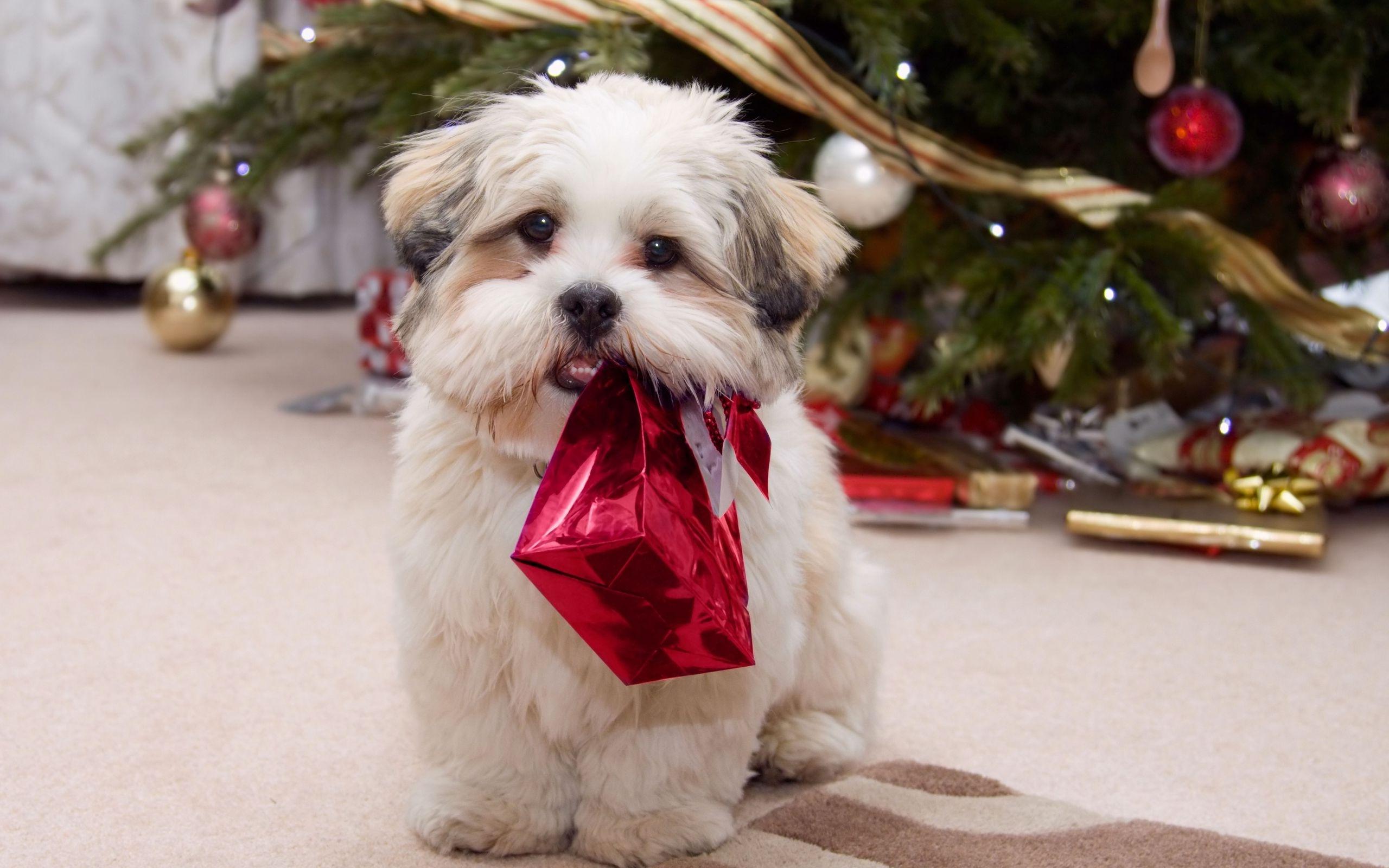 Puppy Dog Holding Christmas Gift Wallpaper and Photo