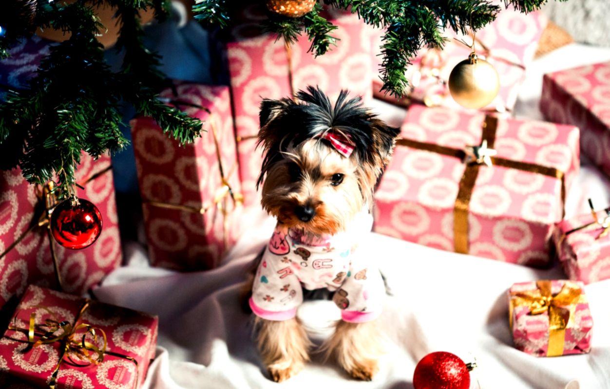 Puppy Gift Wallpapers - Wallpaper Cave