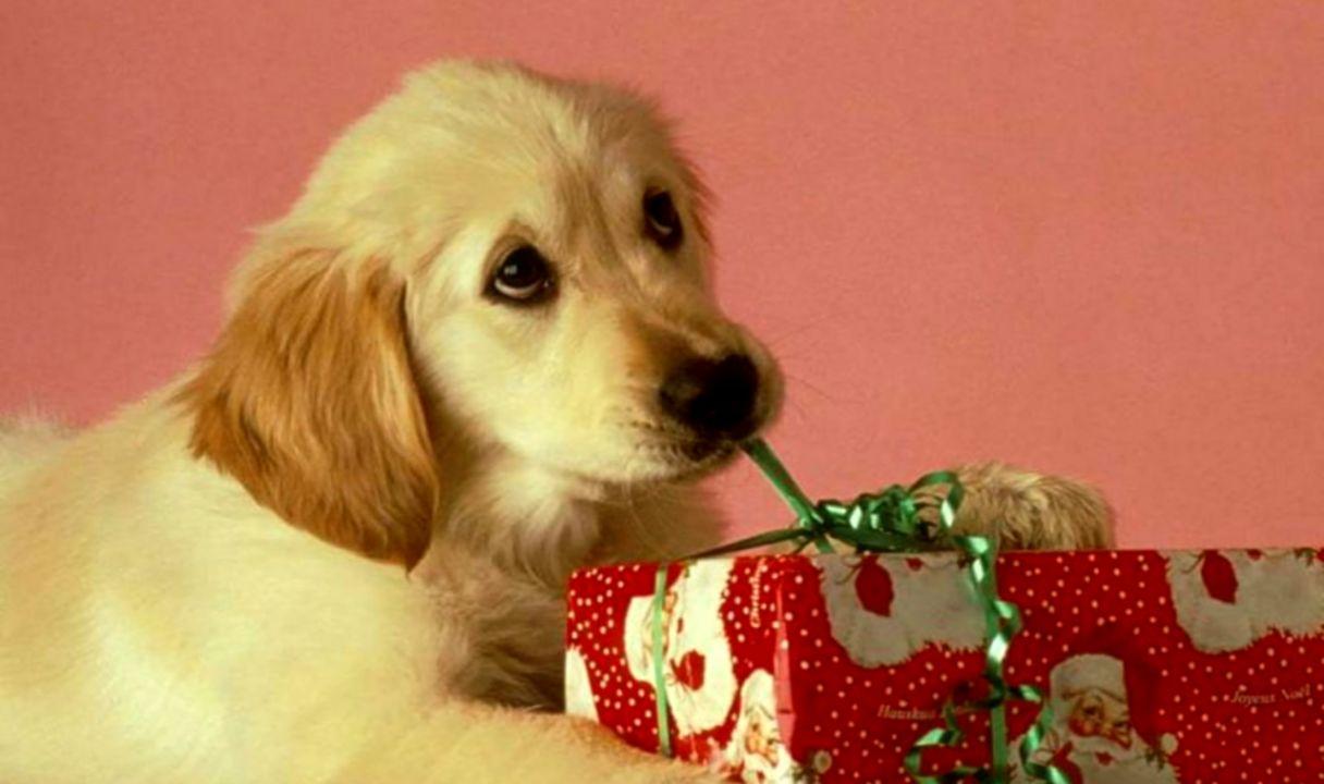 Christmas Puppy Gift Wallpaper