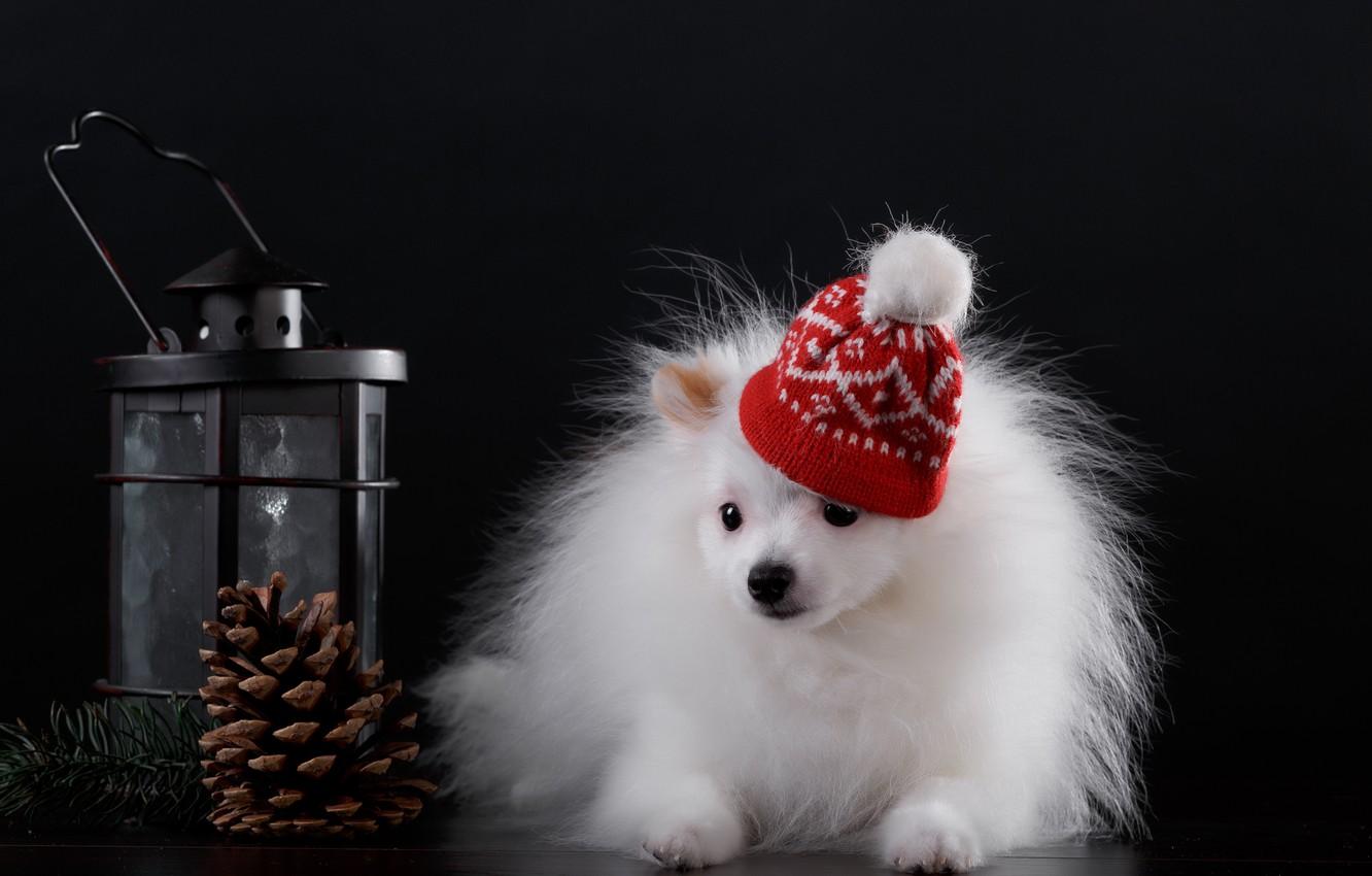 Wallpaper gift, dog, puppy, fabric, bump, cap image
