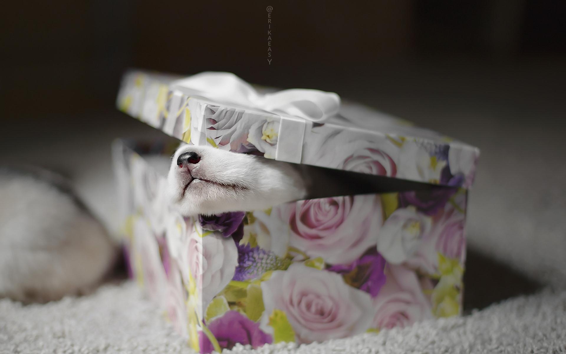 Wallpaper Gift, box, puppy 1920x1200 HD Picture, Image