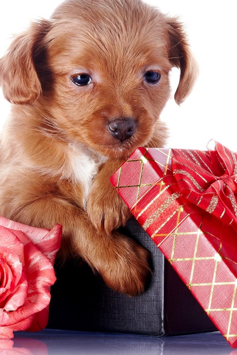 Download wallpaper 800x1200 puppy, box, dog, gift iphone 4s
