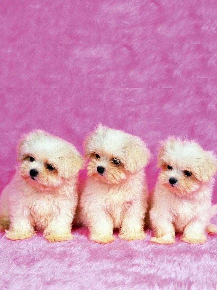 Pink Puppies Wallpaper