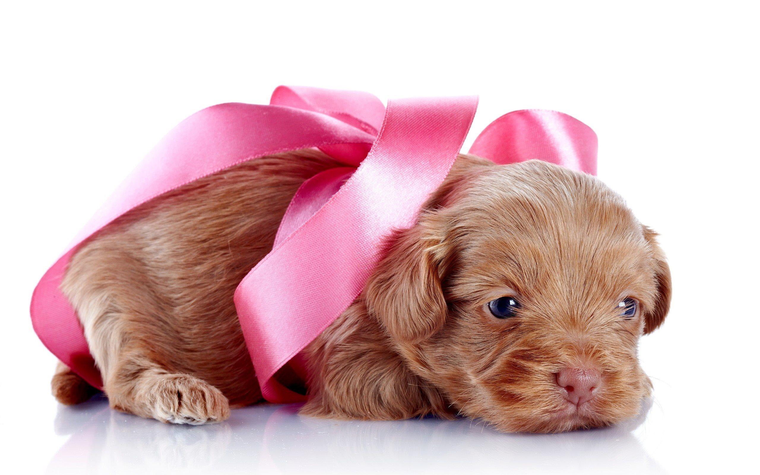 Download wallpaper to give a puppy, gift, the kids cucina