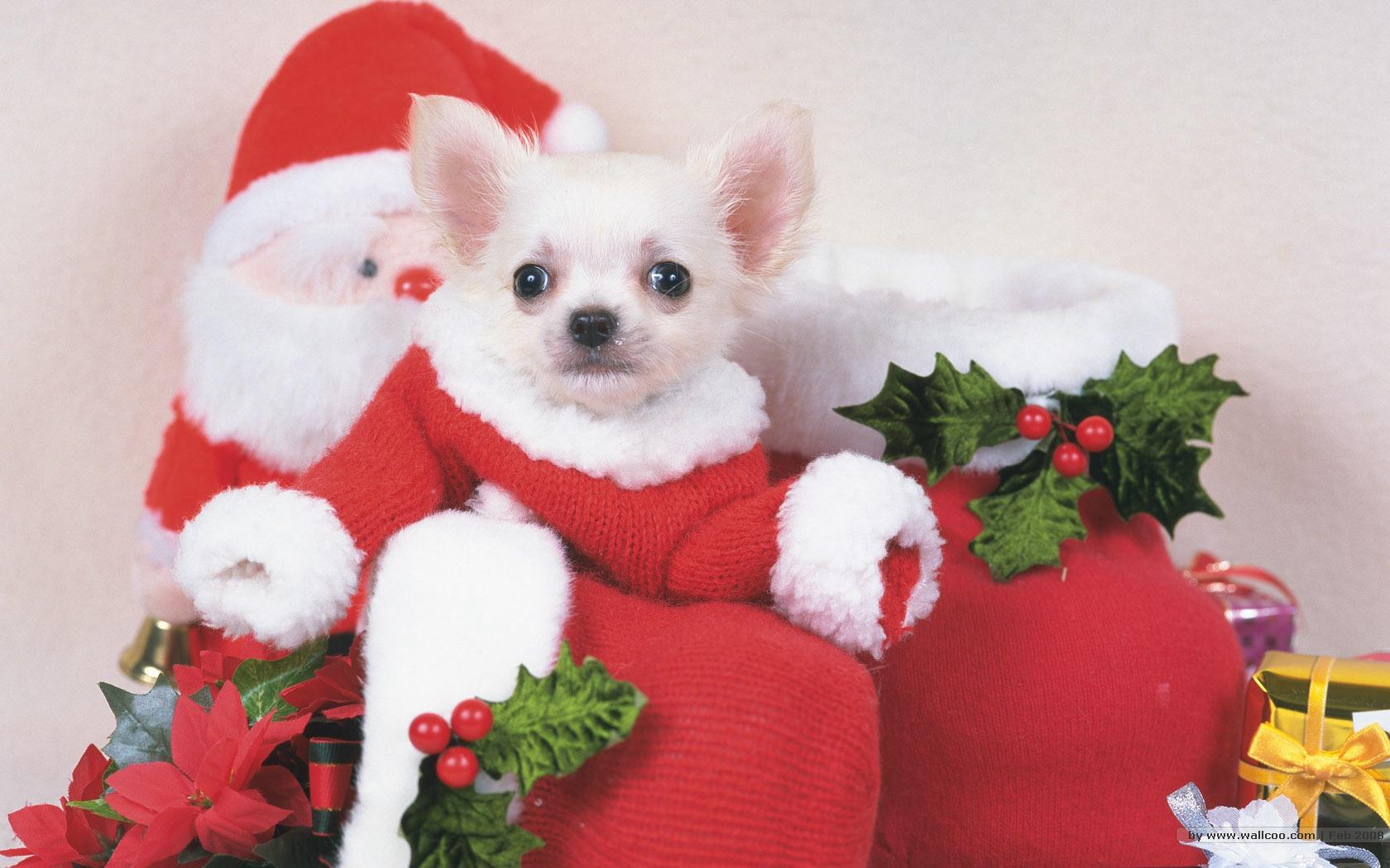 1680*1050 Lovely Puppy wallpaper / Lovely Puppies Photo