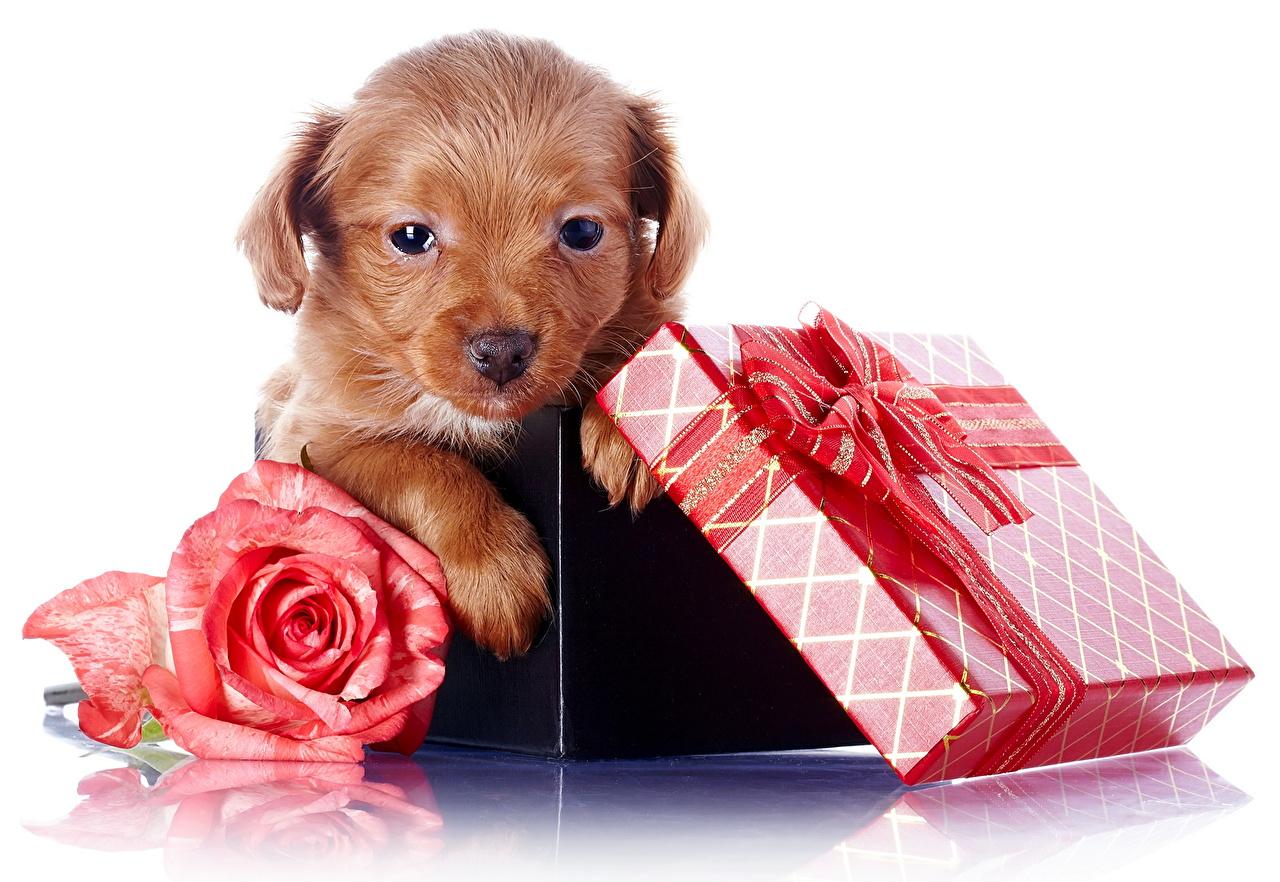 image puppies Retriever Dogs Roses present Animals