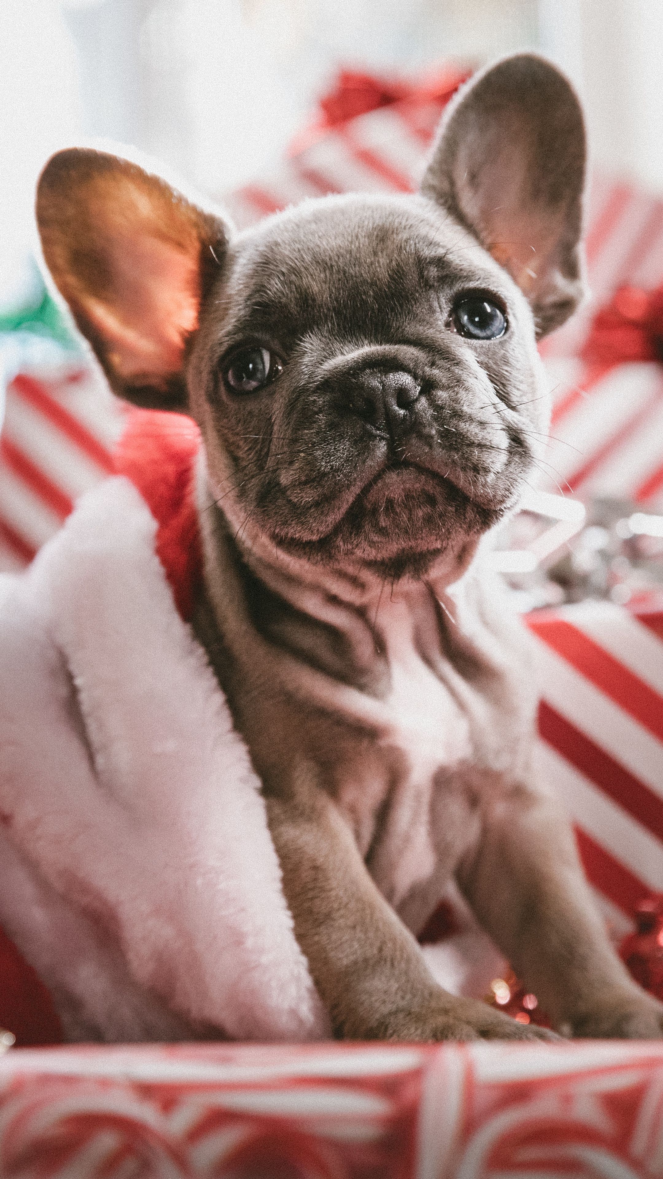 Animals dog, puppy, new year #android #wallpaper k #hd