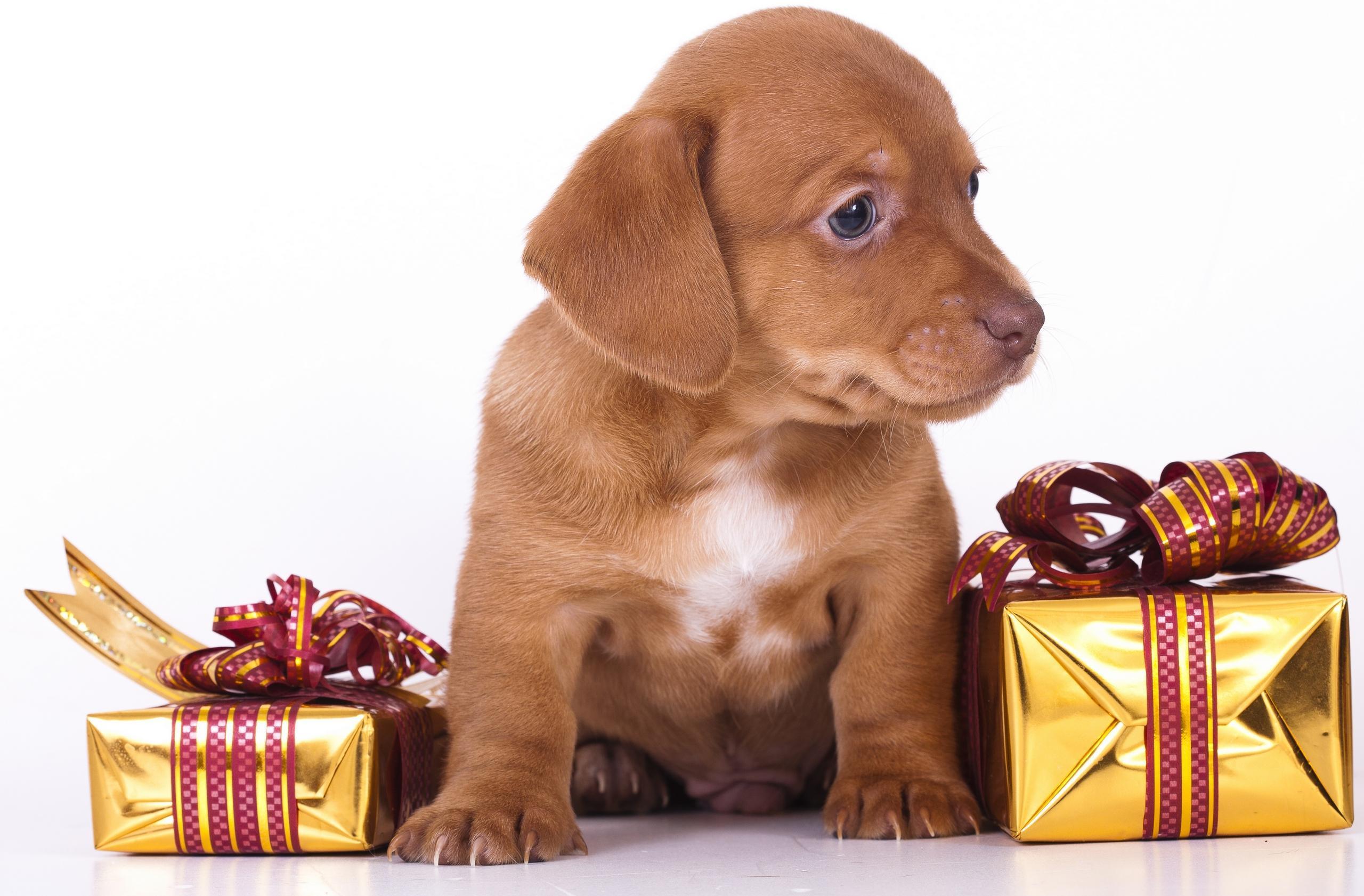 A Beautiful Gift HD desktop wallpaper, Widescreen