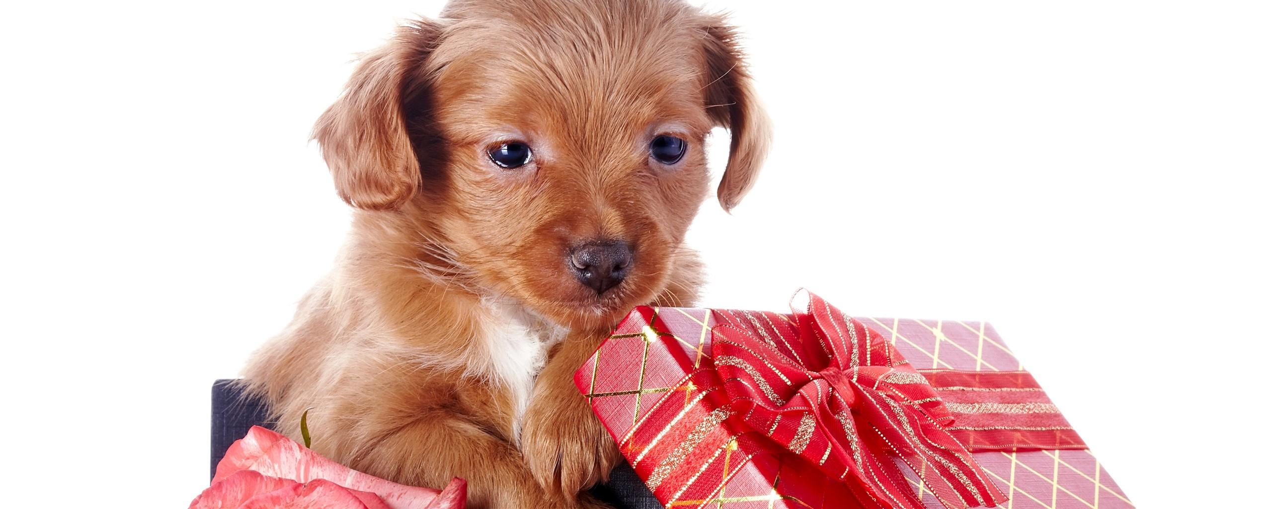 Puppy Gift Wallpapers - Wallpaper Cave