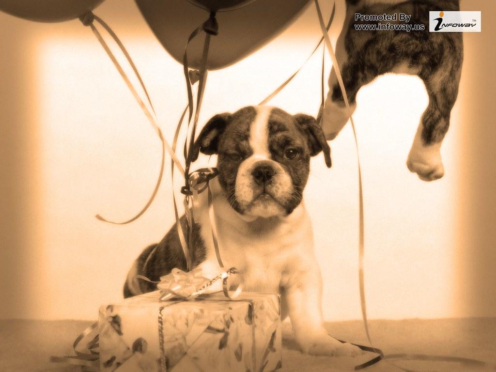 Puppy gift
