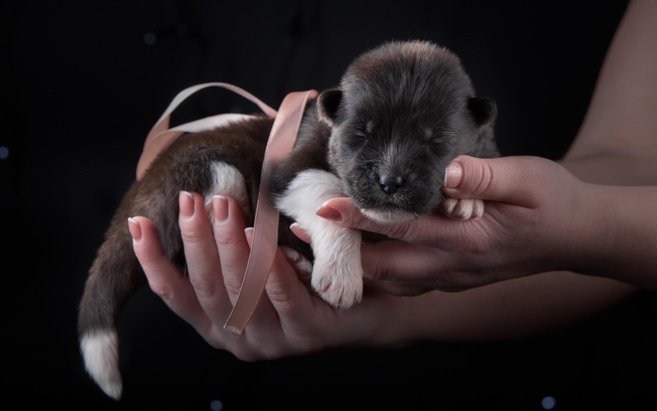 Download wallpaper american akita, small black puppy, small