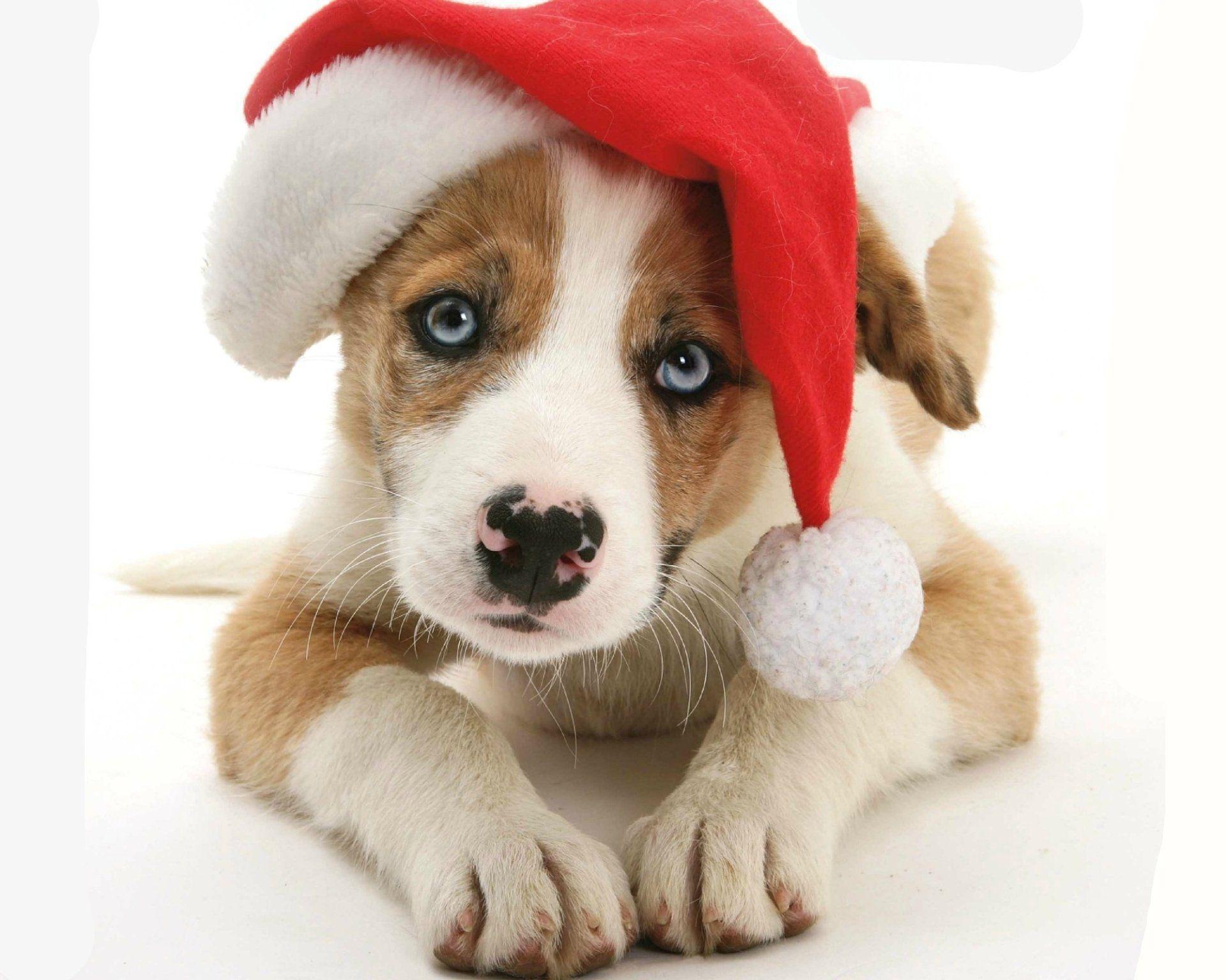 Animal Puppy Muzzle Animal Dog Cute Santa Hat Christmas