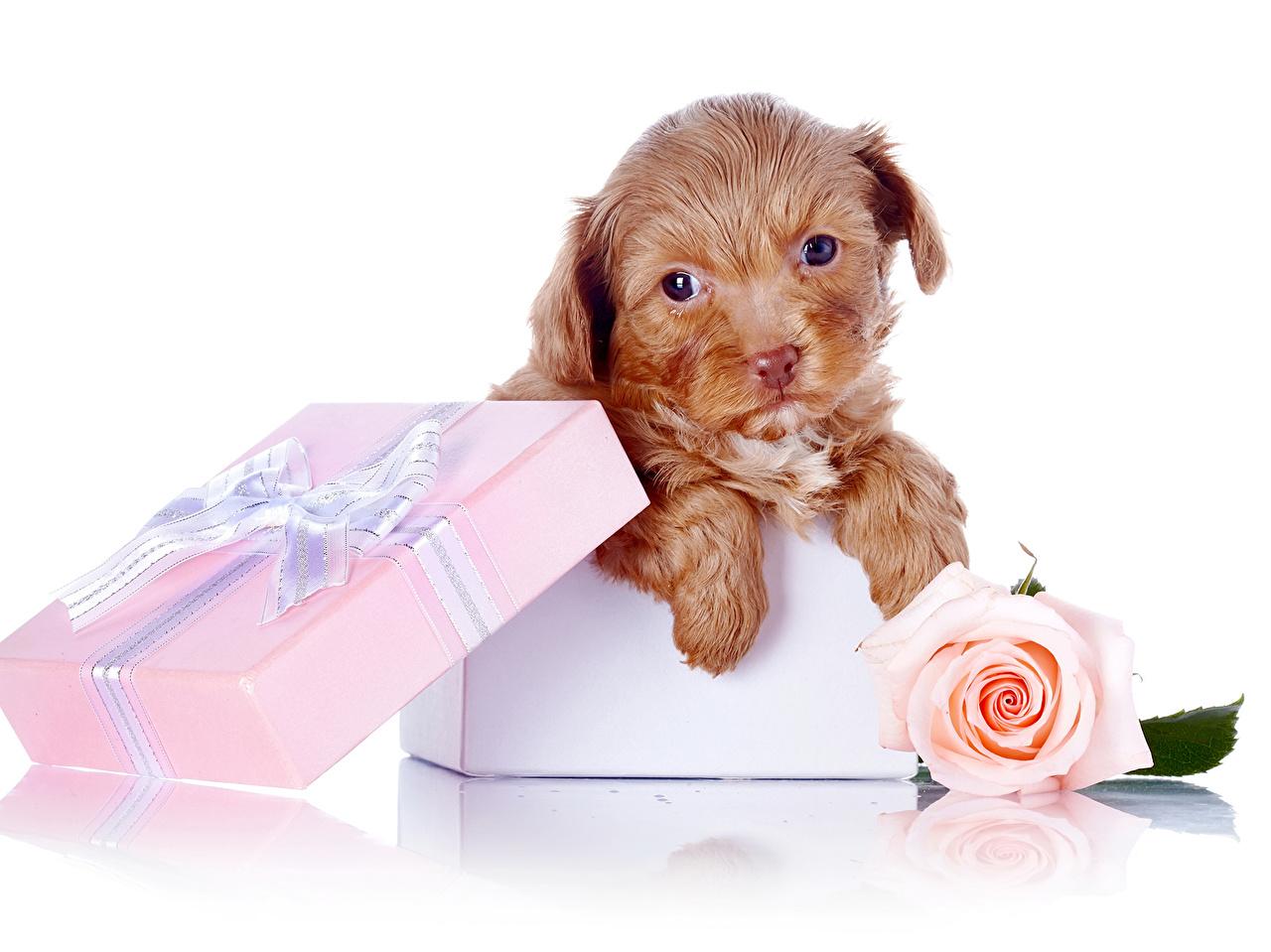 Puppy Gift Wallpapers - Wallpaper Cave