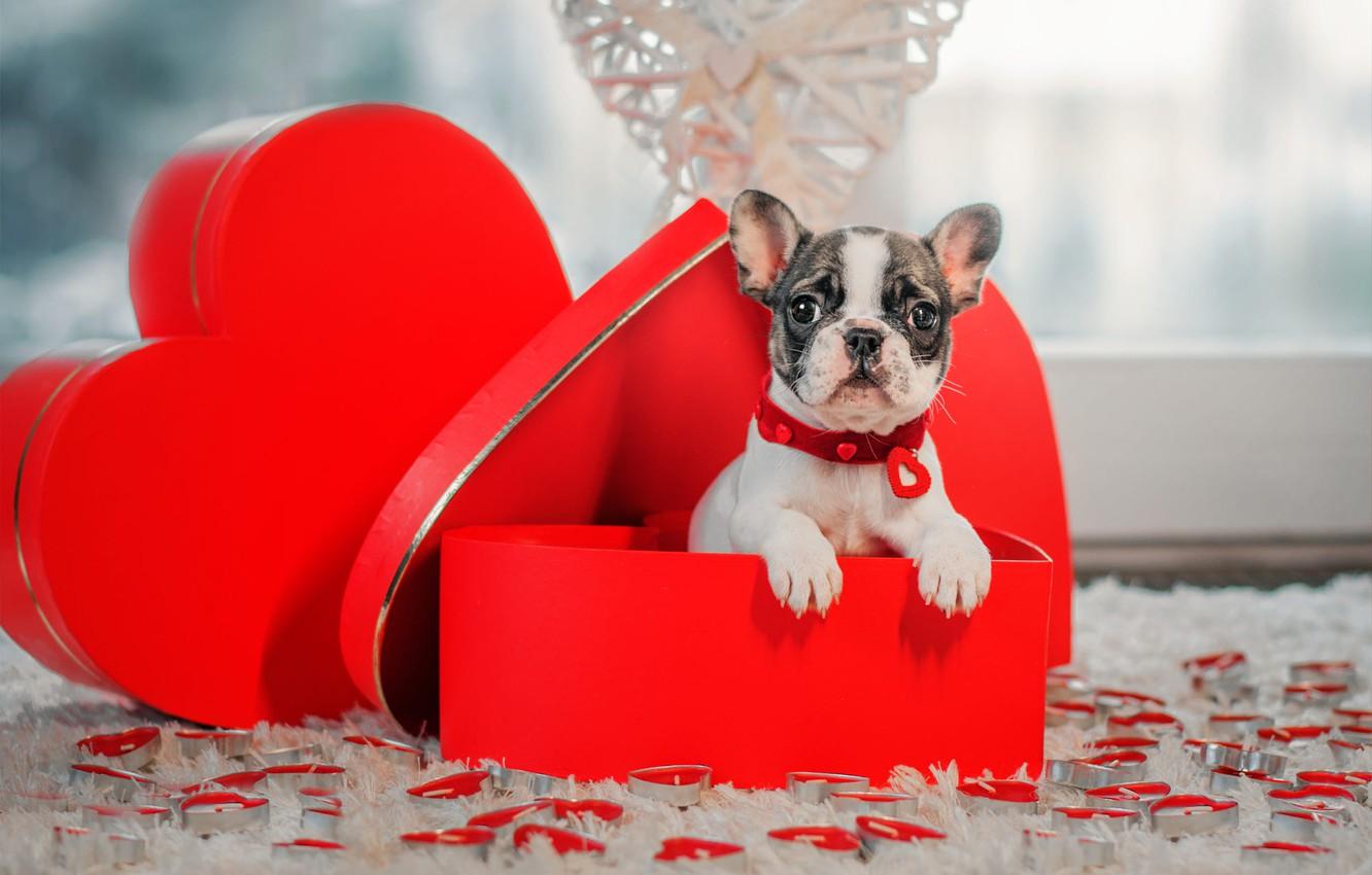 Wallpaper look, box, gift, heart, dog, candles, baby, window, hearts, puppy, collar, red, French bulldog, Valentine's Day, Valentine's day image for desktop, section собаки